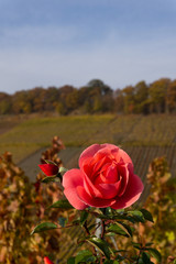 rose in a vineyard in autumn