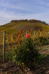 rose in a vineyard in autumn