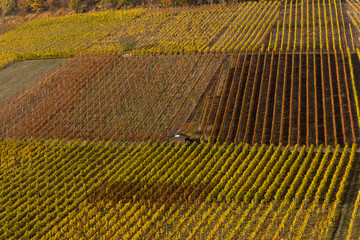 vineyard in autumn on a sunny day 