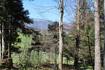 GORGES DU BRUYANT - LANS EN VERCORS - ISERE - FRANCE