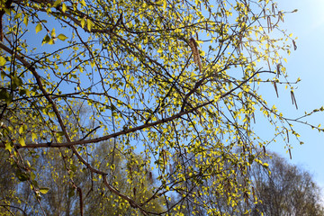Fototapeta premium young tree branches bloom in spring with green leaves