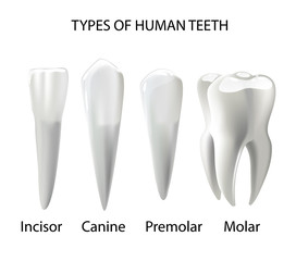 Types of Teeth Realistic Various Human