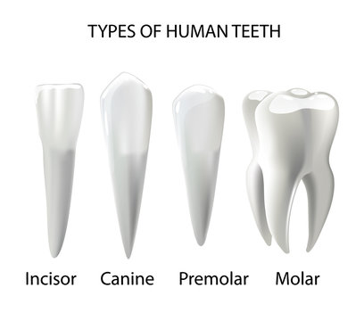 Types of Teeth Realistic Various Human
