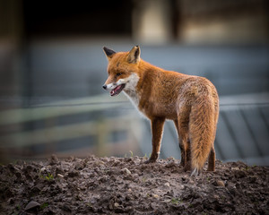 Wild Fox  (Vulpini) hunting at farm - 235438376