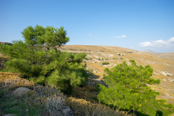 Fototapeta premium Bergkiefern