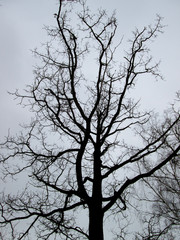 black tree silhouette against a gray autumn sky 