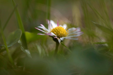 Gänseblümchen © Hanna Gottschalk