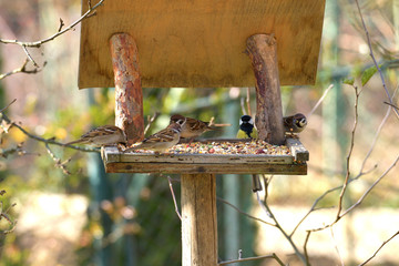 herd of sparrow bird eating seeds from the rack feeder