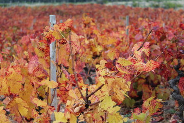 VIGNES DANS LE BEAUJOLAIS - QUINCIE EN BEAUJOLAIS