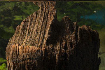 Brown trunk in detail in the aquarium beneath the surface.