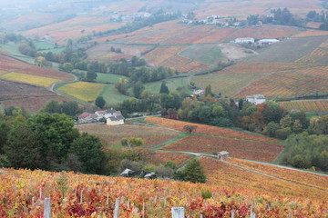 VIGNES DANS LE BEAUJOLAIS - QUINCIE EN BEAUJOLAIS