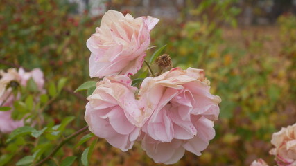 verblühte wilde rosen