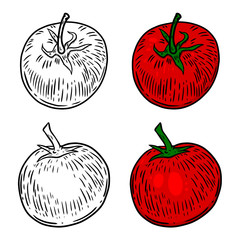 Tomato hand drawn illustrations. Design element for poster, card, banner, flyer.
