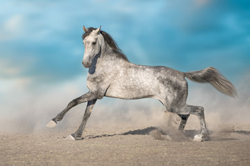 Grey horse run gallop in desert sand