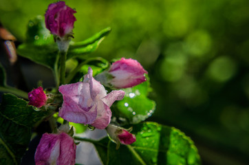 FLOWER - Blooming fruit tree in spring
