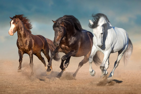 Horse herd free run in desert dust © kwadrat70