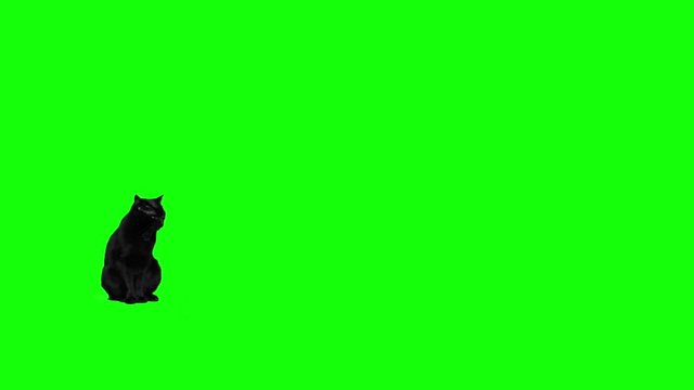 Black cat jumping against green screen