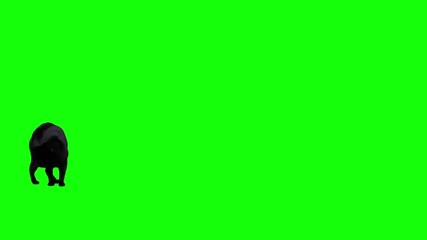 Black cat jumping against green screen