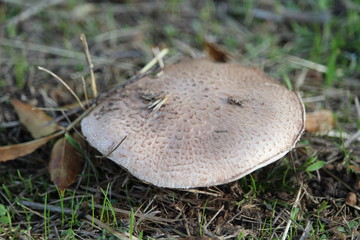 Wonderful mushrooms after the rain, born with the sun