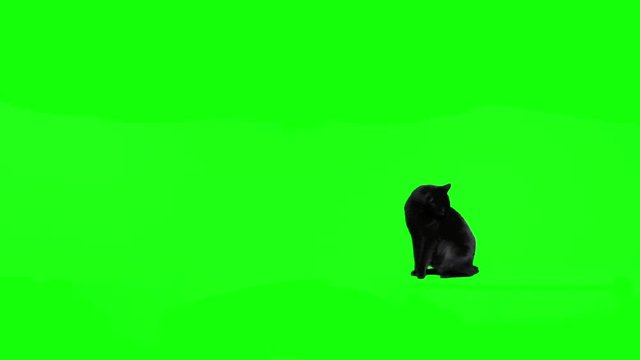 Black cat jumping against green screen