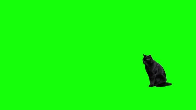 Black cat jumping against green screen