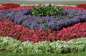 Beautiful flowerbed of colorful flowers