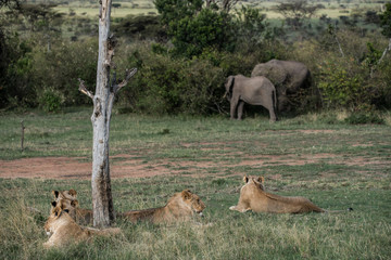 Lions and Elephants