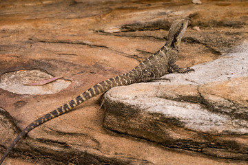 Kleine Australische Wasseragame - Manly - Ganzer Körper