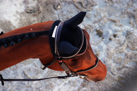 Cheval vu du haut de Lamotte