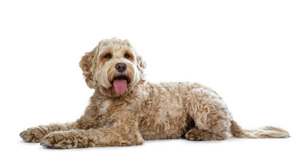 Young adult golden Labradoodle dog laying down side ways, looking beside lens with brown eyes....