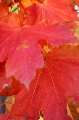 Background of red autumn maple cast close-up.