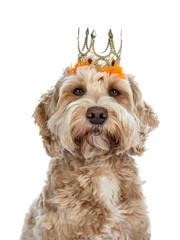 Head shot of young adult golden Labradoodle dog wearing orange orange with gold crown, looking straight at camera with brown eyes. Isolated on a white background. © Nynke