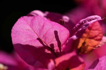Flower stamen hiding behind sunlit purple petal
