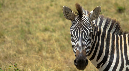 Zebra, Textfreiraum