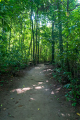Fototapeta premium A track running through secondary jungle on a tropical island