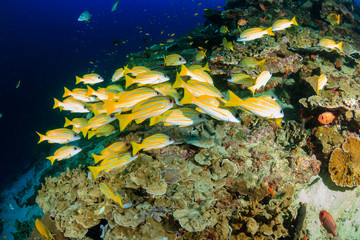 Fototapeta na wymiar Brightly colored tropical fish on a tropical coral reef in Thailand