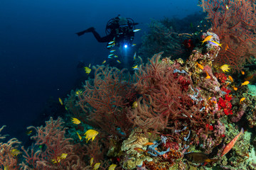 Naklejka na ściany i meble Female SCUBA diver swimming on a tropical coral reef