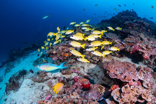 Colorful Grunts on a tropical coral reef