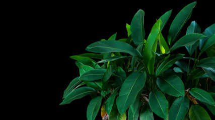 Dark green leaves of Heliconia the tropical foliage plant bush growing in wild on black background.