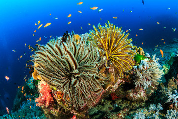 Fototapeta na wymiar Crinoids and tropical fish on a colorful coral reef