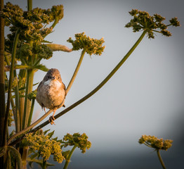 whitethroat bird perching(Sylvia communis) - 235443324
