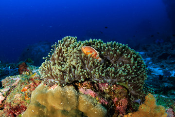 Cute little Skunk Clownfish on a tropical coral reef