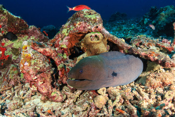 A Giant Moray Eel hiding on a small hole on broken coral