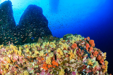 Fototapeta na wymiar Brightly colored hard and soft corals on a tropical coral reef at Koh Bon island, Thailand
