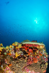 Fototapeta na wymiar Brightly colored hard and soft corals on a tropical coral reef at Koh Bon island, Thailand