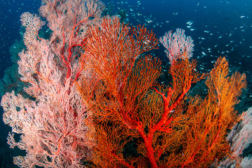 Beautiful, colorful tropical coral reef at the Surin Islands (Richelieu Rock)
