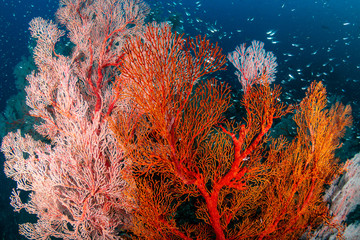 Beautiful, colorful tropical coral reef at the Surin Islands (Richelieu Rock)