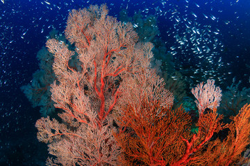 Fototapeta na wymiar Colorful but delicate soft corals on a tropical coral reef