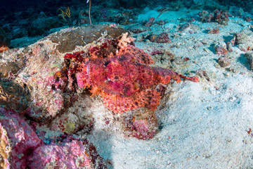 Fototapeta na wymiar Bearded Scorpionfish hiding on a dark coral reef