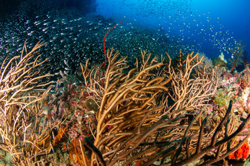 Naklejka na ściany i meble Beautiful, colorful tropical coral reef at the Surin Islands (Richelieu Rock)